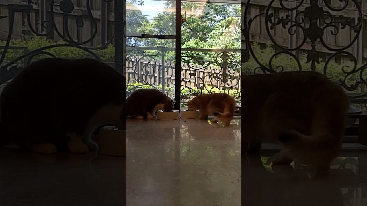 Cat's playing insects and guard it. #trending #cat #asmr #cute #catsdreams