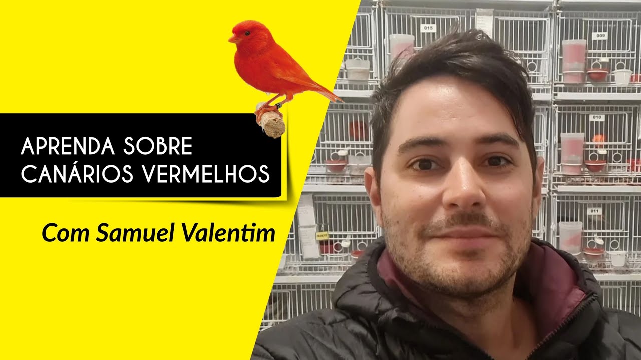 TUDO SOBRE CANÁRIO VERMELHO COM SAMUEL VALENTIM.