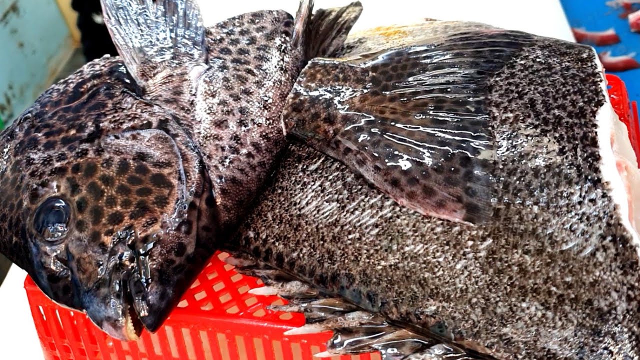 지금까지 강담돔은 잊어라 침샘폭발 강담돔 통사시미 , striped beakperch , rock bream , 石鯛 , イシダイ