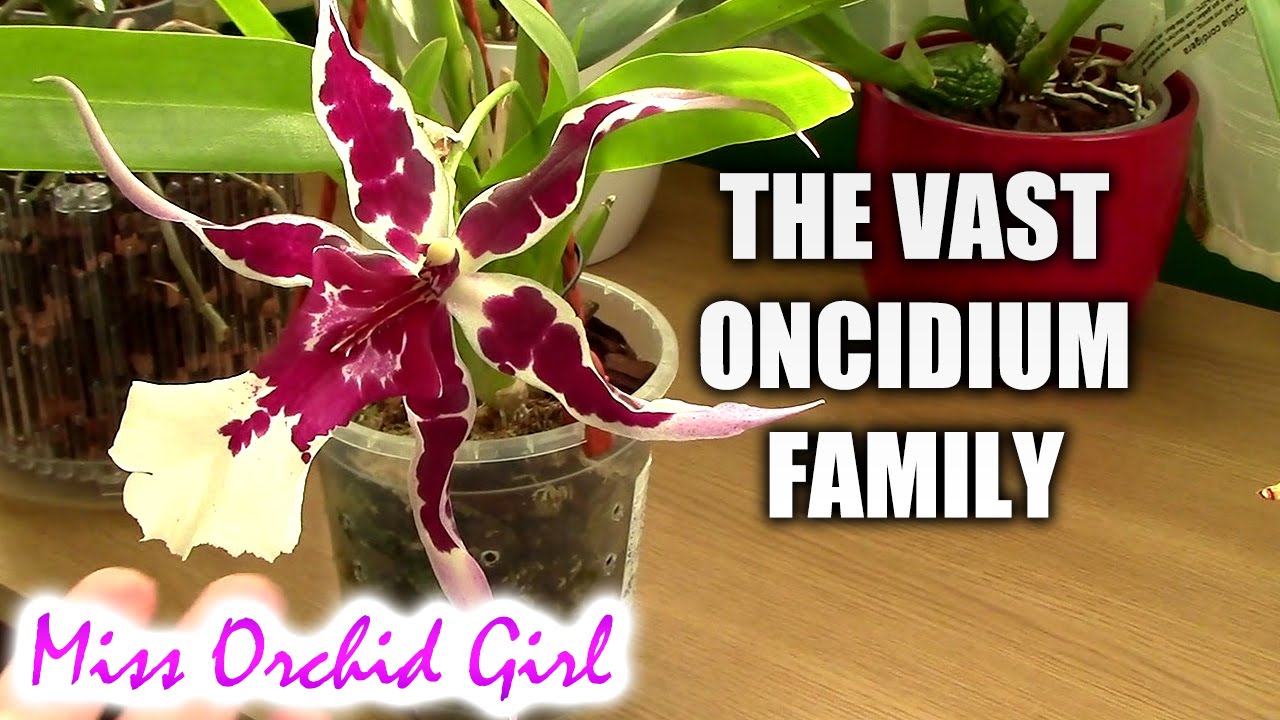 About Oncidium intergeneric Orchids (Cambria Orchids)