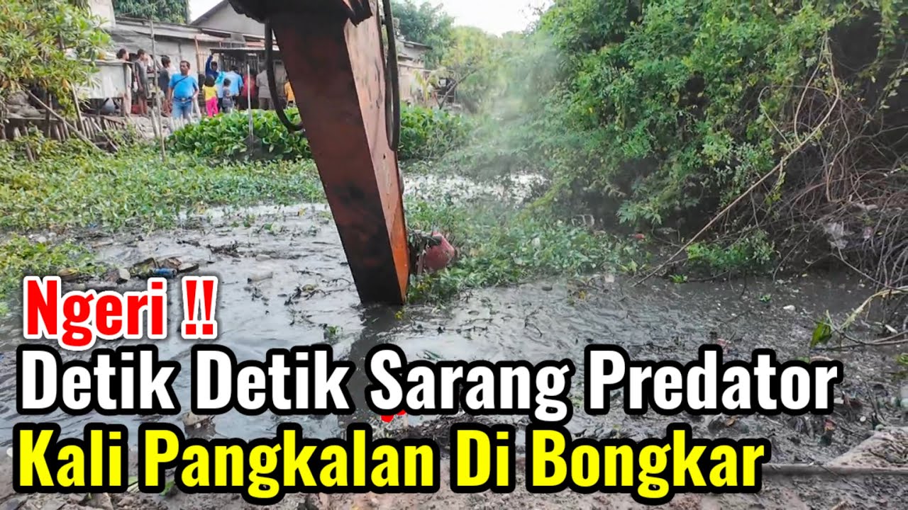 Ngeri‼️Detik Detik Sarang Predator Kali Pangkalan Di Bongkar Excavator