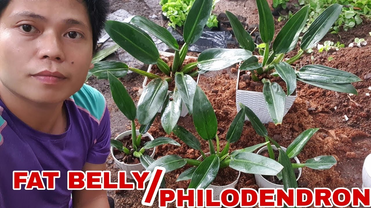 PROPAGATE THE /FAT BELLY PHILODENDRON FROM CUTTING TO GROW