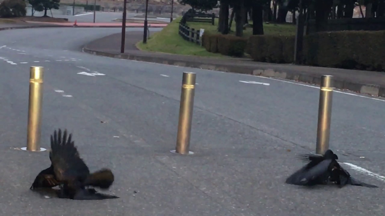 Briga de 4 corvos no Jap&atilde;o / Pelea de 4 cuervos en Jap&oacute;n / カラスの喧嘩