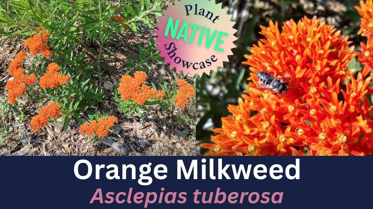 Выставка местных растений: Асклепиас клубненосный (Asclepias tuberosa)