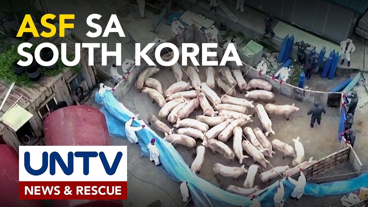 South Korea, naka-report na ng 6 na kaso ng African swine fever; nationwide containment, pinaigting