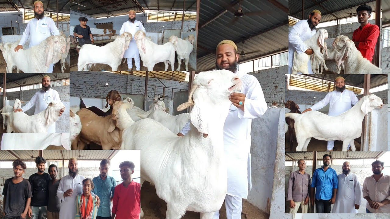 Ahmedabad Bapu Shandhaar Breeders With Results And Very Heavy Khassi Goats.