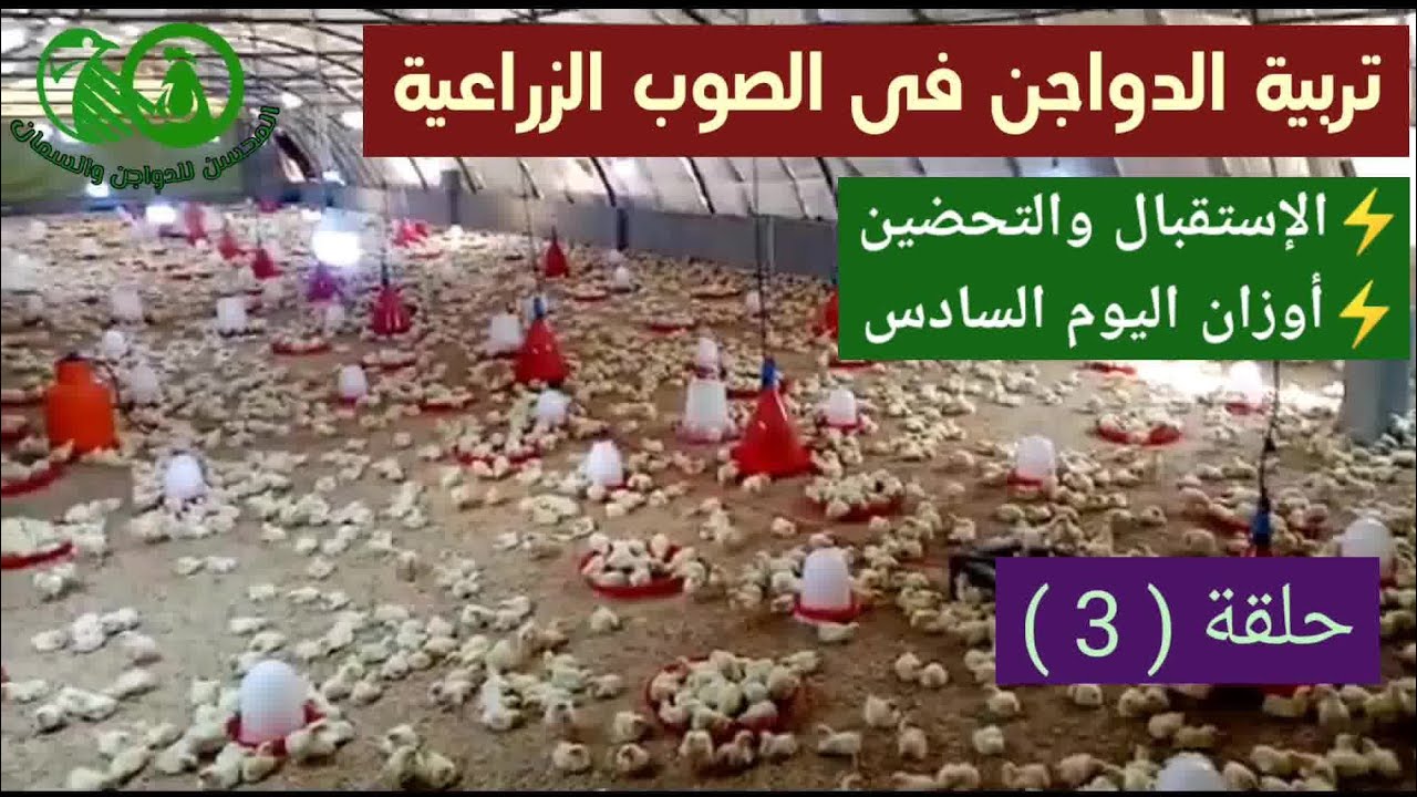 إستقبال الكتاكيت(روص308)⚡أوزان اليوم(6)👌تربية الدواجن فى الصوب الزراعية💥 السعوديه🇸🇦 حلقه(3) المحسن#
