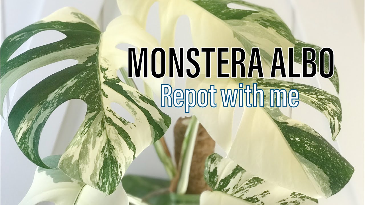 Repotting and Staking my BIG MONSTERA ALBO BORSIGIANA using DIY Chunky Aroid Mix