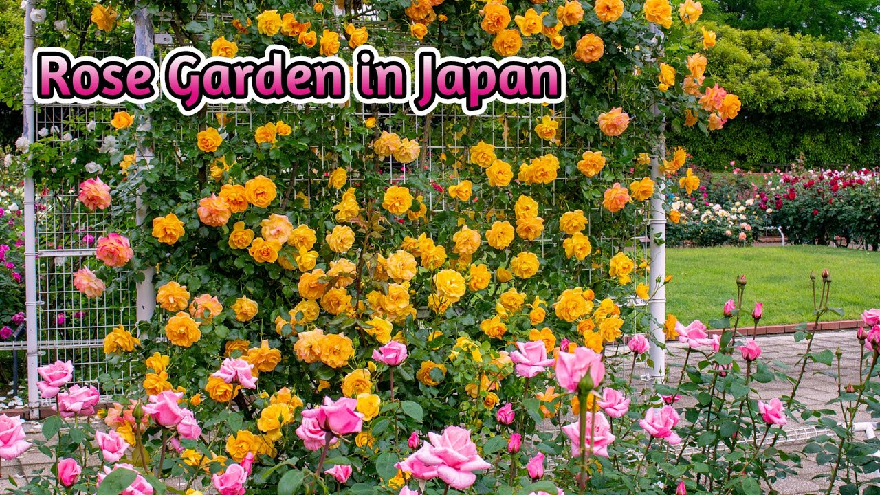 Rose garden in Japan｜Flowers｜ばら｜バラ園｜薔薇｜Roses