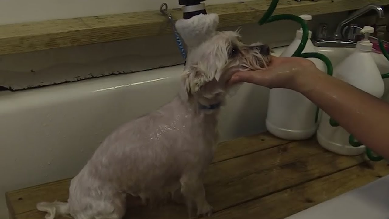 Bath Time With Maltese Dog At The Dog Groomer
