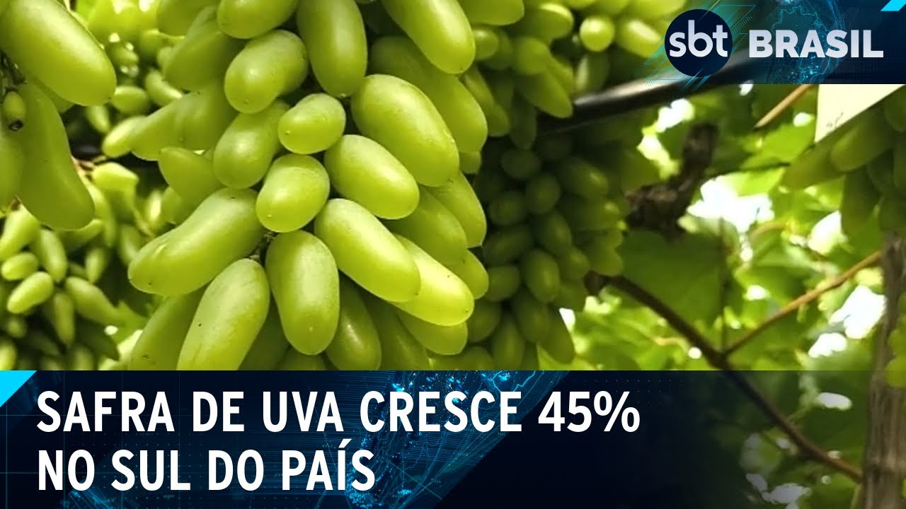 Colheita de uvas no Sul atrai turistas e fortalece economia local | SBT Brasil (18/01/25)