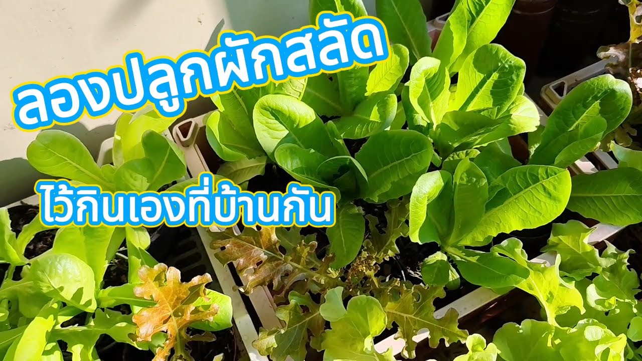ลองปลูกผักสลัดไว้กินเองที่บ้านกัน  Let us grow salad vegetables.
