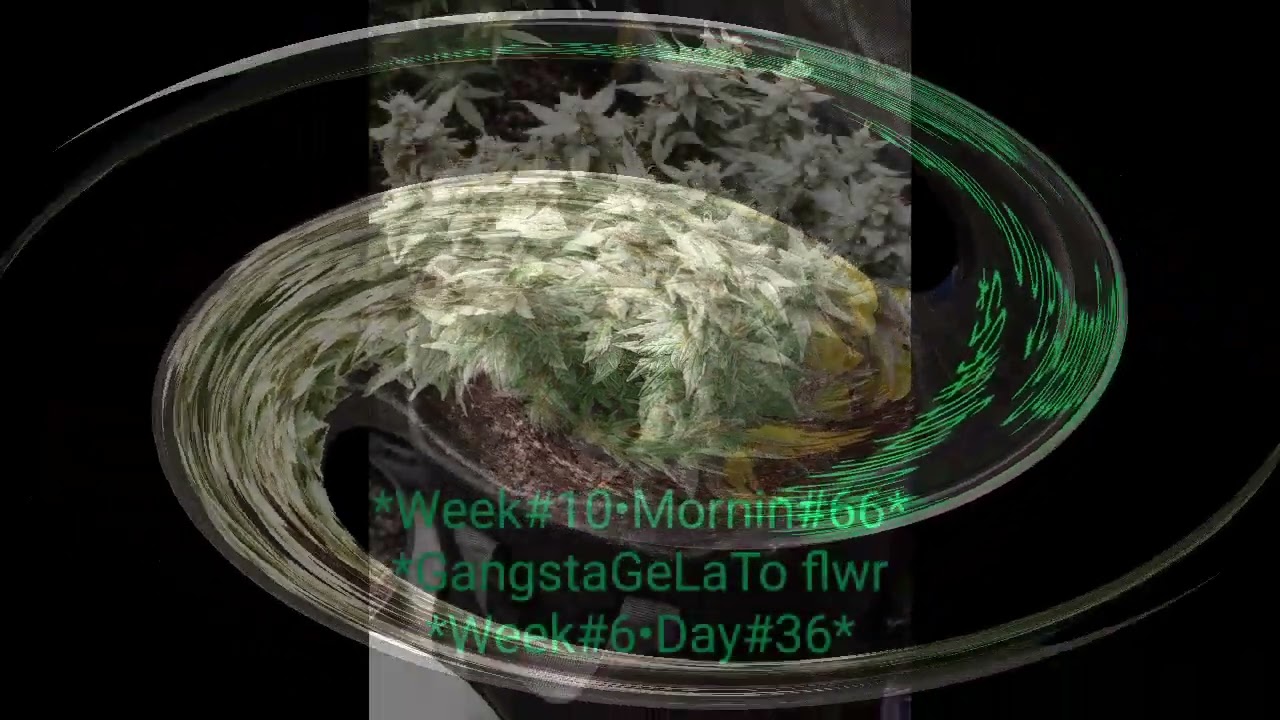 Seed To Harvest! Gelato #ilgm Genetics Week#14&bull;Day#95 & Flower Week#8&bull;Day#65 inside 3x3 #acinfinity