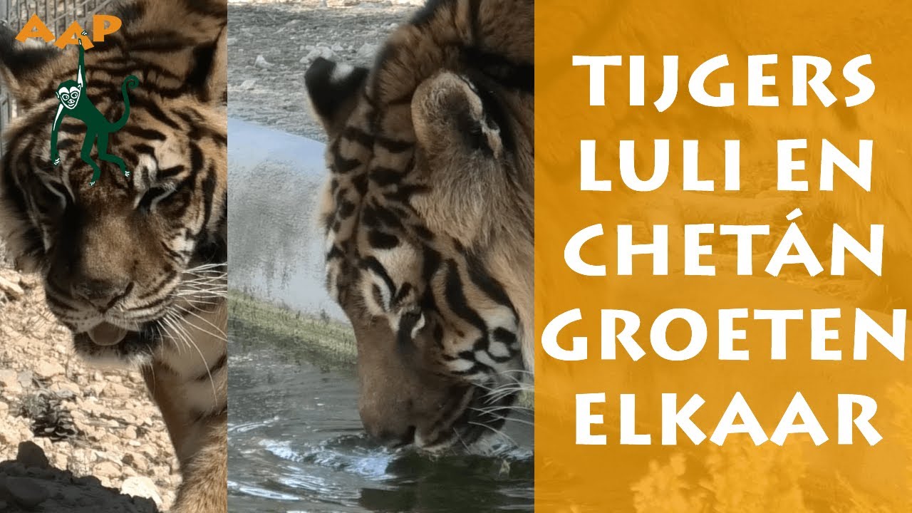 Tijgers Luli en Chetán zien, horen en groeten elkaar! - Stichting AAP