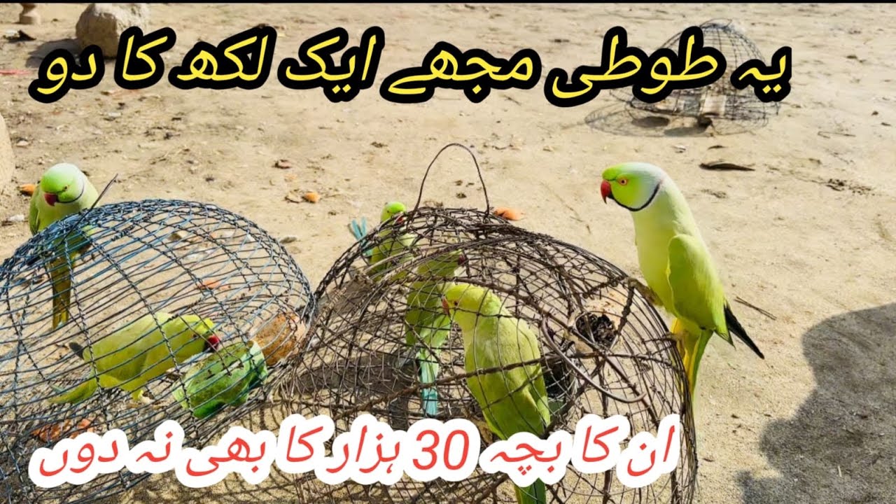 Home breeding  parrot 🦜|full video and parrot full mood ma 😍