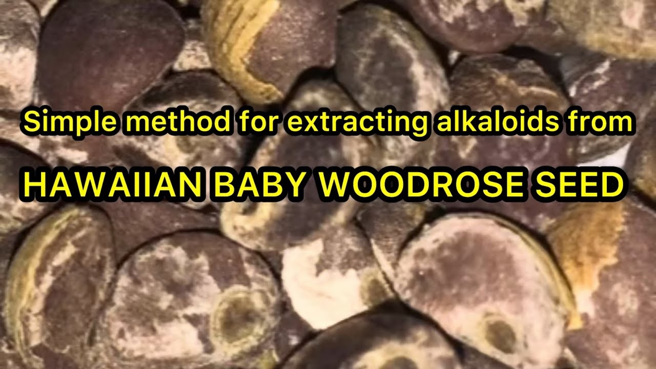 Hawaiian Baby Woodrose Seed Tincture- Step by Step Procedure (LSA Extraction from Argyreia nervosa)