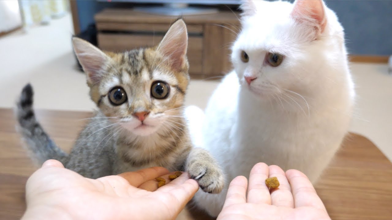 幸せすぎるおやつタイムの様子がこちらです！
