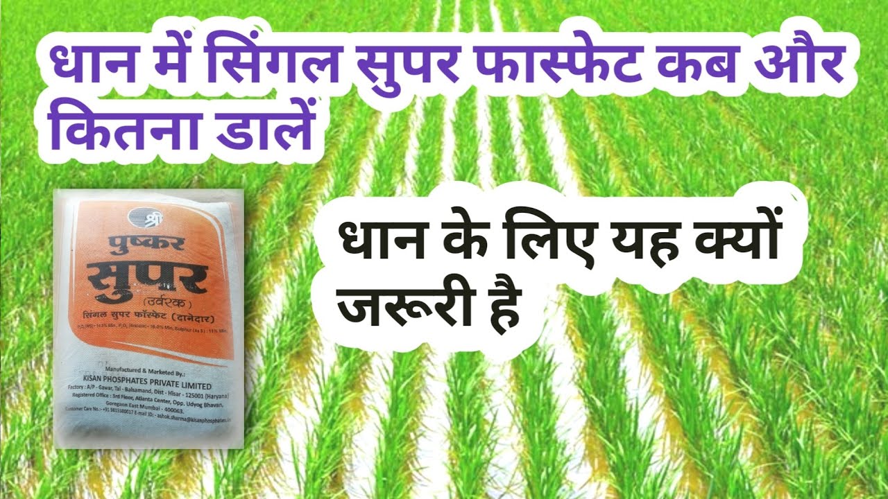 धान में सिंगल सुपर फास्फेट कब और कितना डालें,Dhan ko super khad kabh dale, jhone nu super khad piye|