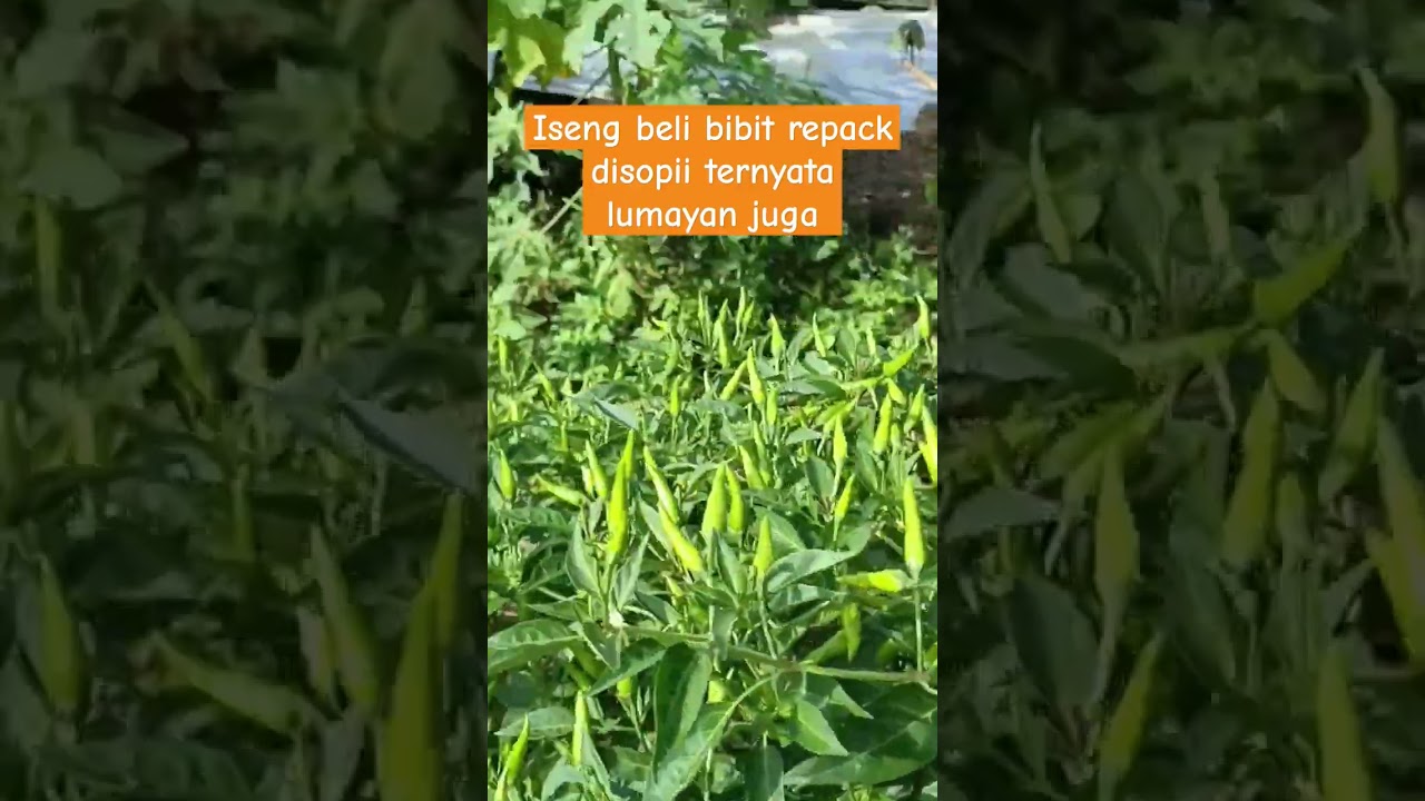 cabe rawit hijau berbuah lebat
