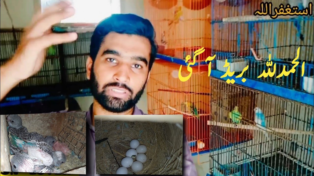 Budgies parrots breeding progress 2022 | cage by cage | Sadiqabad pet lover