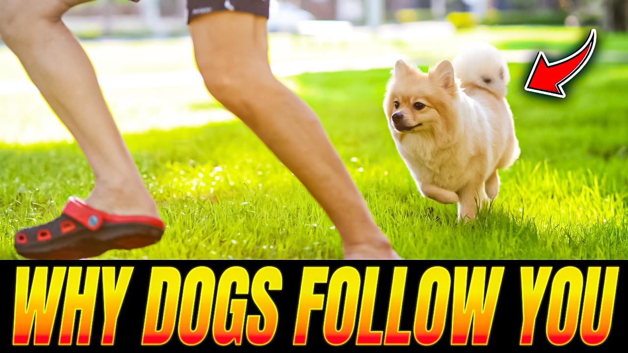 This Is Why Your Dog Follows You Everywhere – 5 Reasons 🐶❤️