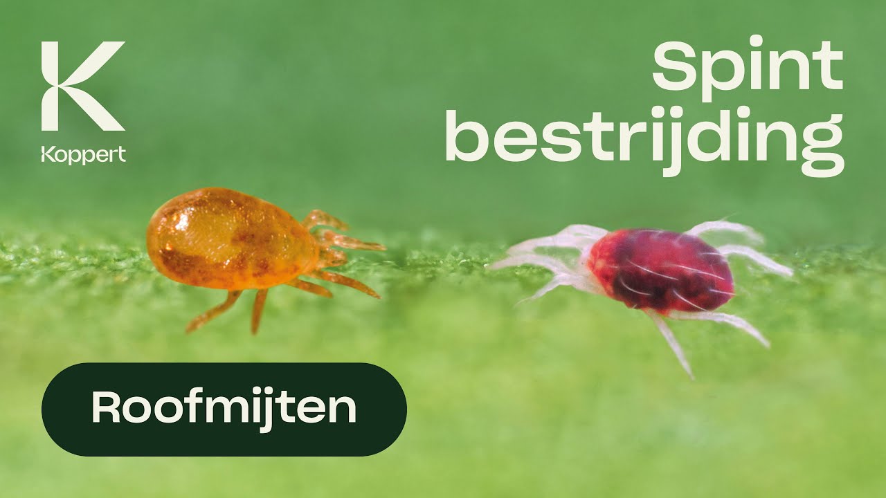 Spint bestrijden met roofmijt Neoseiulus californicus