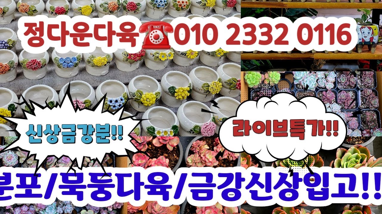 정다운다육☎️010 2332 0116 💗신상다육화분/분포다육/화분/국민다육/중고분#다육쇼핑#초보다육