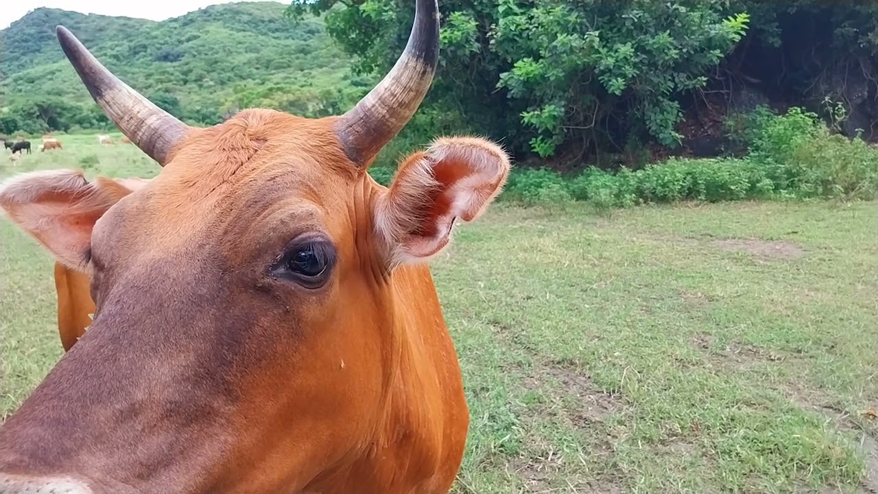Lonely Heaven | Cow on Earth
