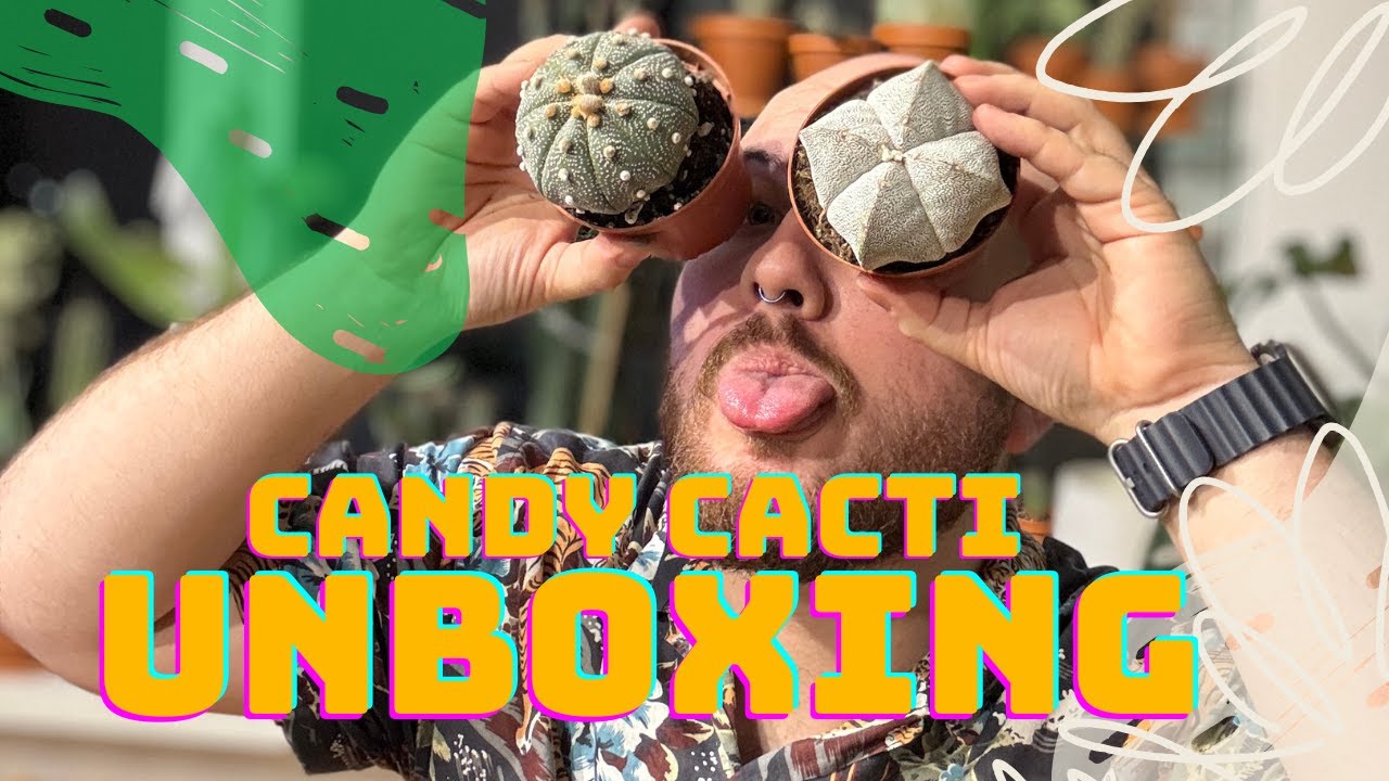 Boski Unboxing od Candy Cacti! 🌵🌵