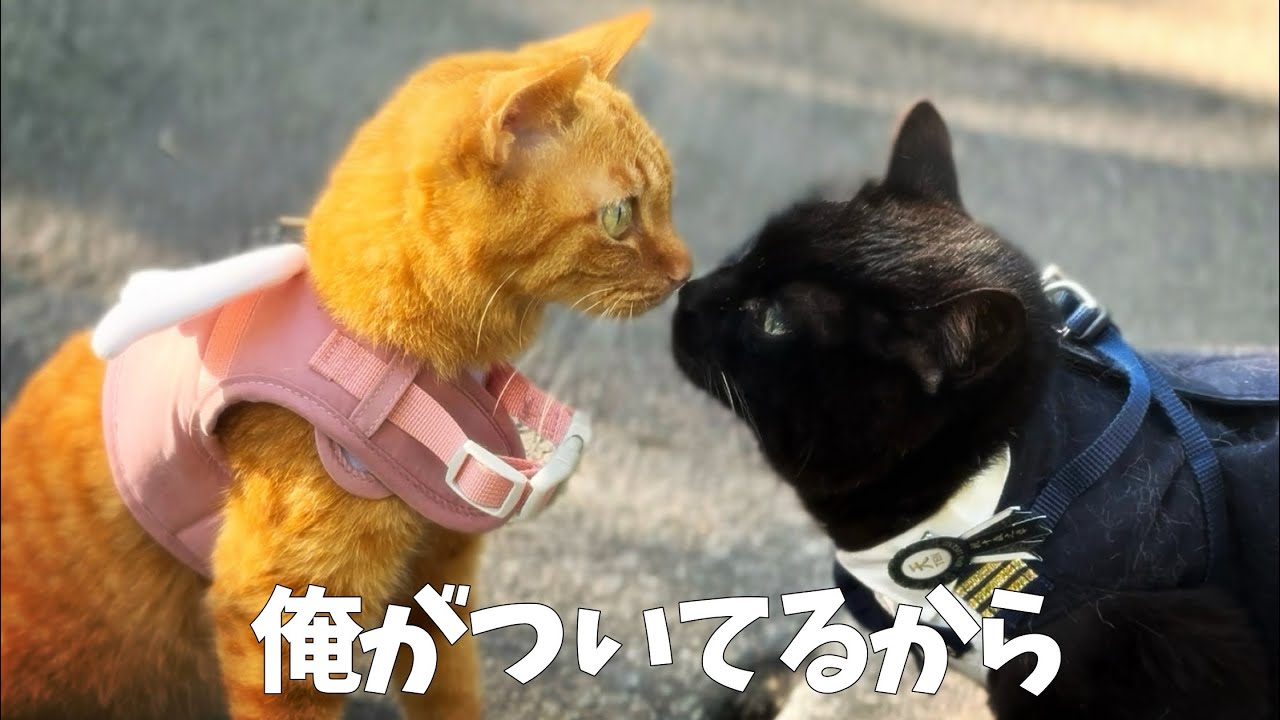 月の好きなこと探し〜散歩〜　Took Luna Out for a Walk