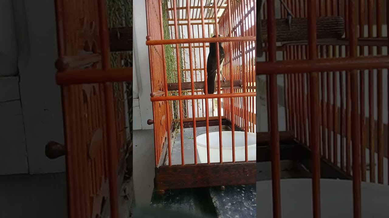 COLEIRO PLY BOI ESTA FIBRA DO JA ESMAGA ODEDO 👍PRA FORTALECE