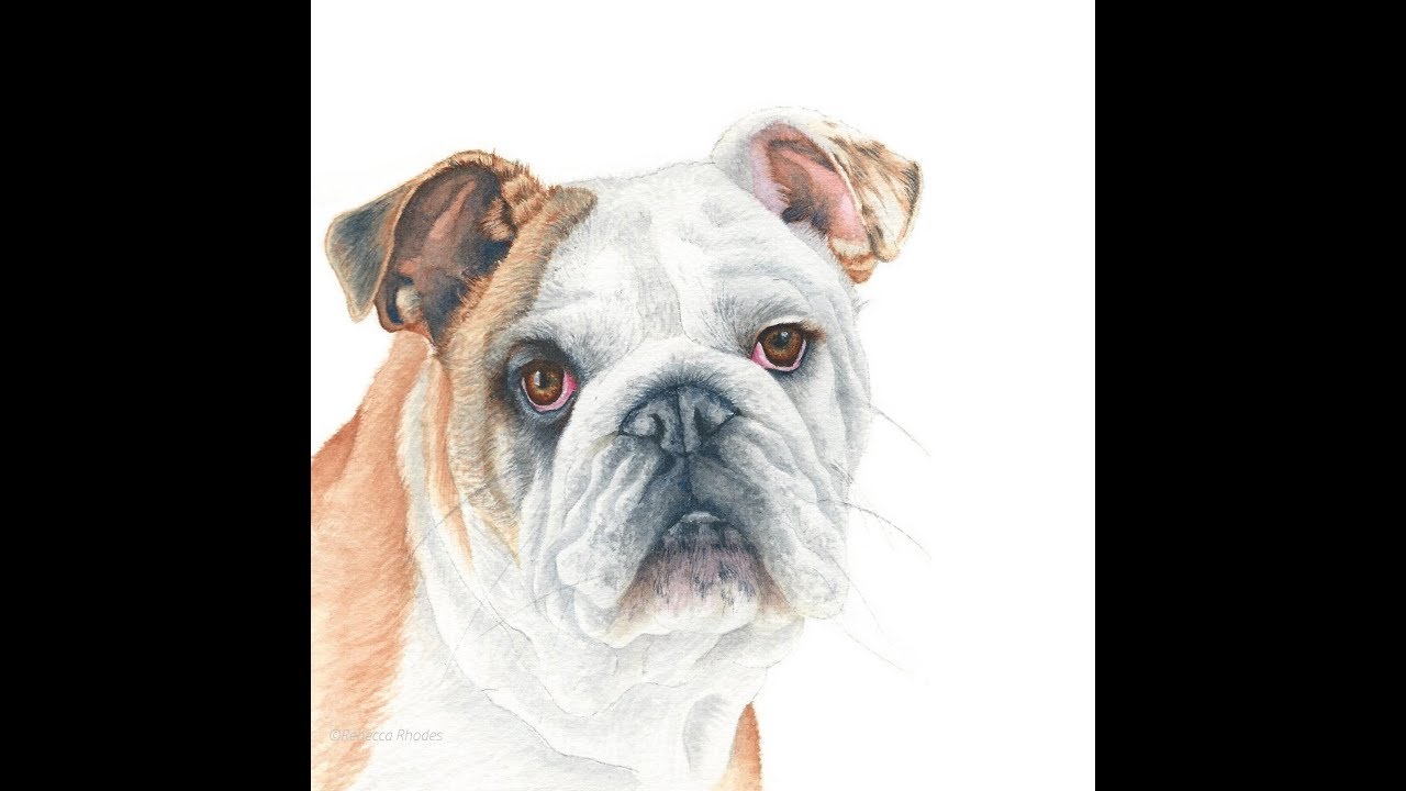 Paint a Realistic Bulldog in Watercolor
