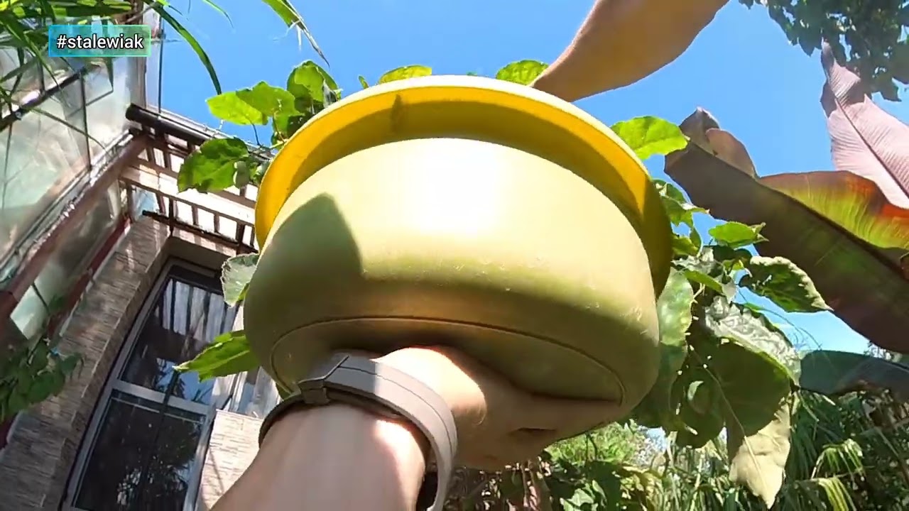 Pomidor drzewiasty tamarillo. Zrywanie owoc&oacute;w. Uprawa, zimowa od itd.