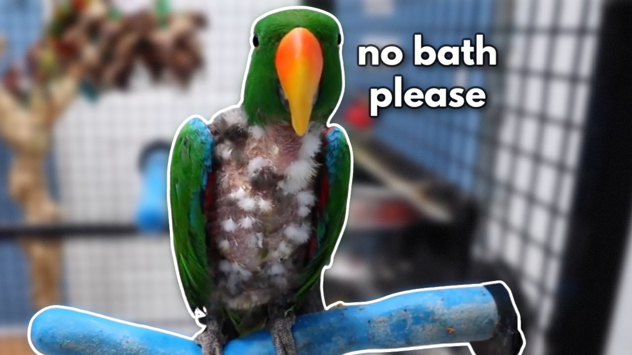How to Get Plucked Parrots to Bathe (SO IMPORTANT!)