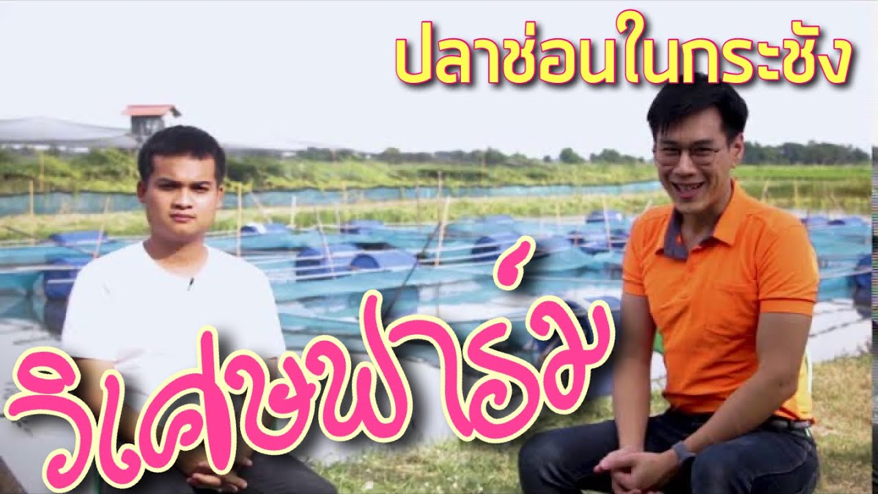 ฟาร์มปลาช่อนวิเศษ.. เจาะการเลี้ยงปลาช่อนในกระชัง
