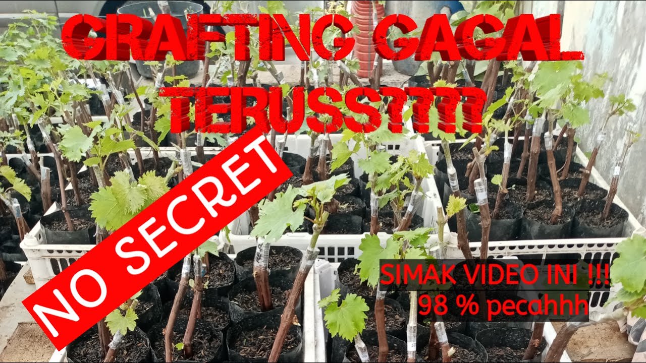 CARA GRAFTING ANGGUR ANTI GOSONG ( DARI AWAL SAMPAI SPROUT )
