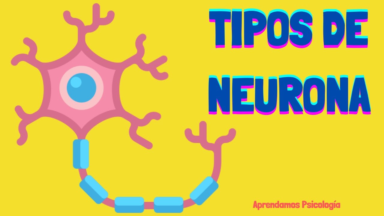 Qué Tipos de Neurona existen y Cuál es su función?