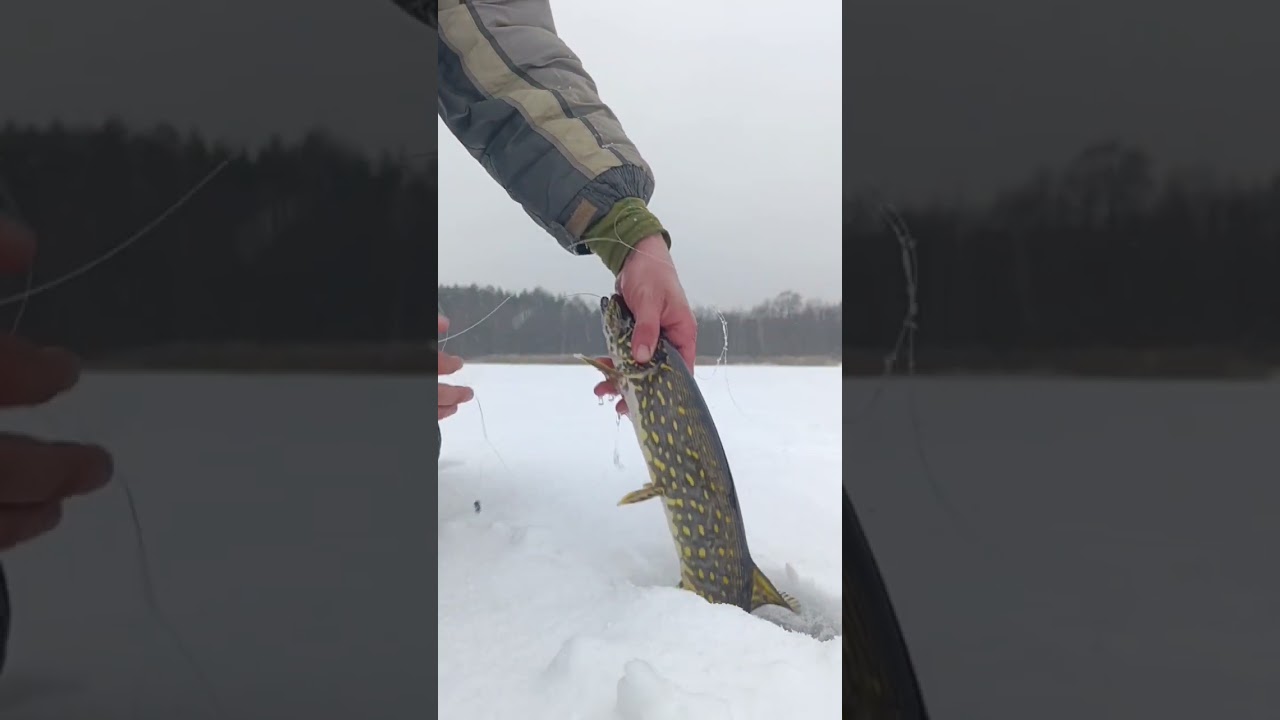 Багато клювань#щука #жерлиця #зимовакльов #рибалка2026#pikefishing #icefishing #fishinglife