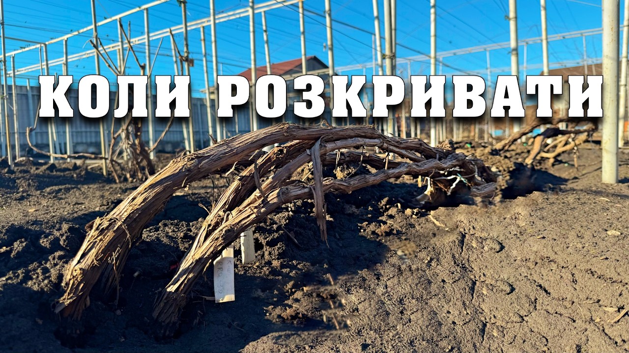 Коли розкривати виноград з зимового укриття. Раннє розкриття корисне чи ні ?