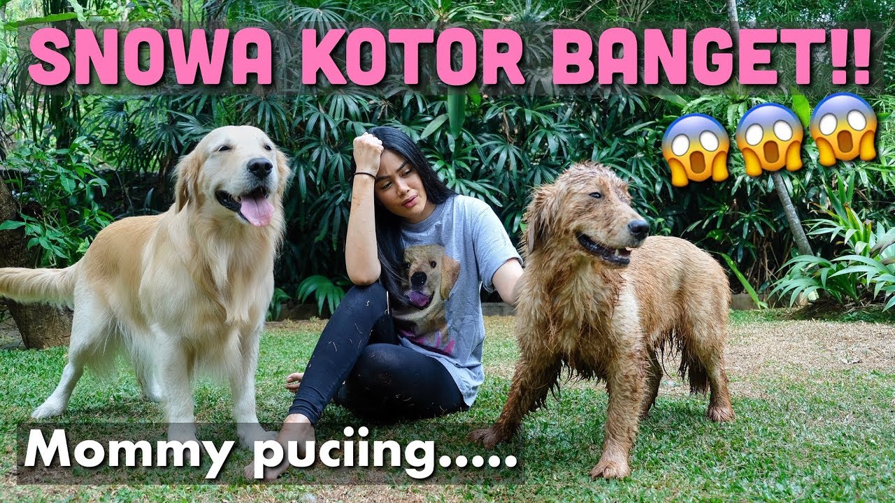 MOMMY DIKERJAIN JADI HARUS MANDIIN SNOWA! | SNOWA THE GOLDEN
