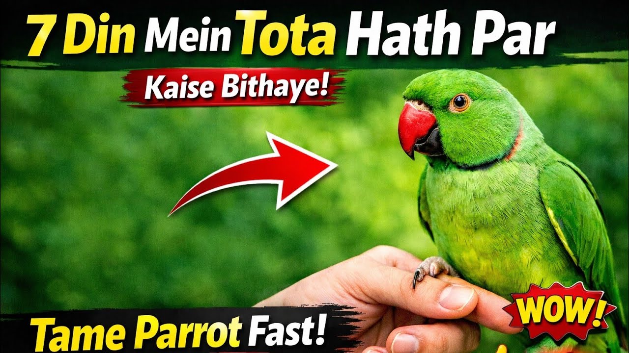 Sirf 7 Din Mein Tota Hath Par Bithaye 🦜 | 100% Working Parrot Taming Trick ||  how to Tame parrot 