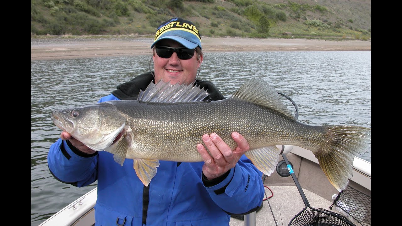 Drop Shotting River Walleye! 