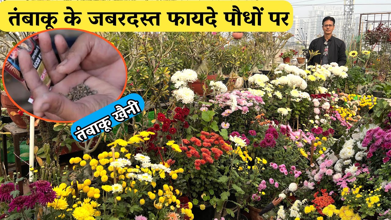 तंबाकू खैनी के जबरदस्त फायदे पौधों पर, यह चीज गुलदाउदी को फूलों से भर देगी कई दिन तक फूल खिला रहेगा