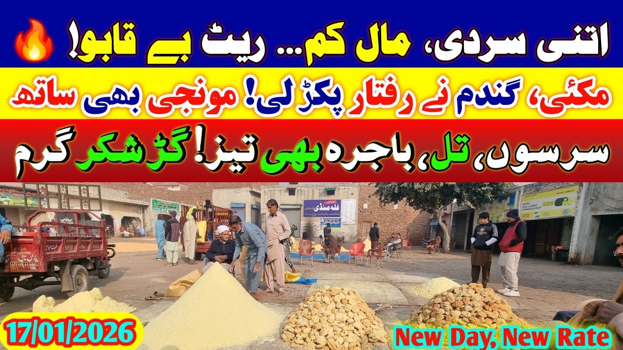 Wheat Price Today 2026 | Makki Munji Til Sarson Rates| Ghalla Mandi Updates 