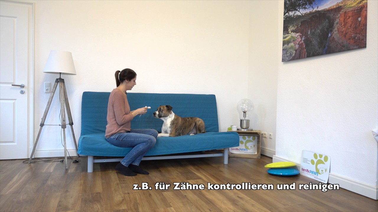 Medical Training - Tierarzt Training