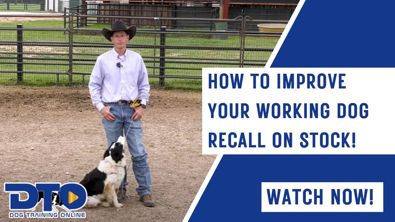 How To Improve Your Working Dog Recall On Stock!