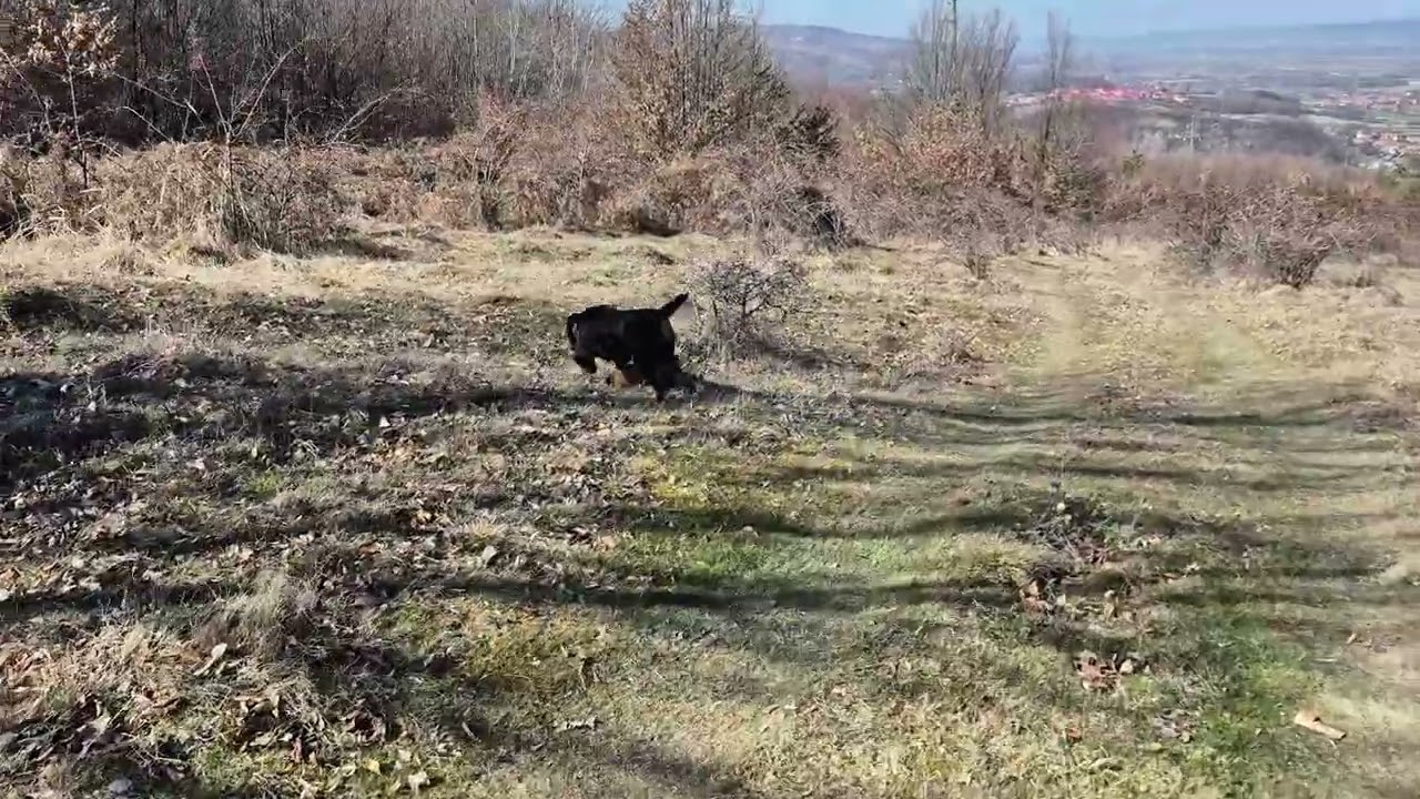 ⛰️☀️Relaxing walk with a Jagdterrier☀️ ⛰️