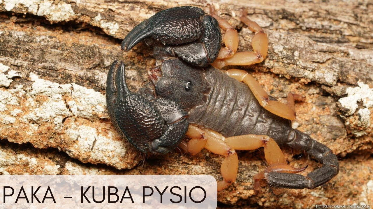 PAKA od @Kuba Pysio
