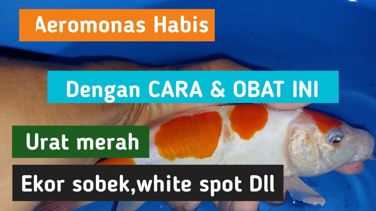 Cara mengobati ikan koi sakit Aeromonas,white spot,sirip rusak