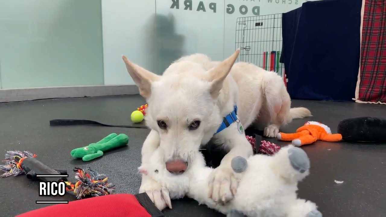 Shelter Dogs Pick Out Holiday Presents | SF SPCA Adopt Me